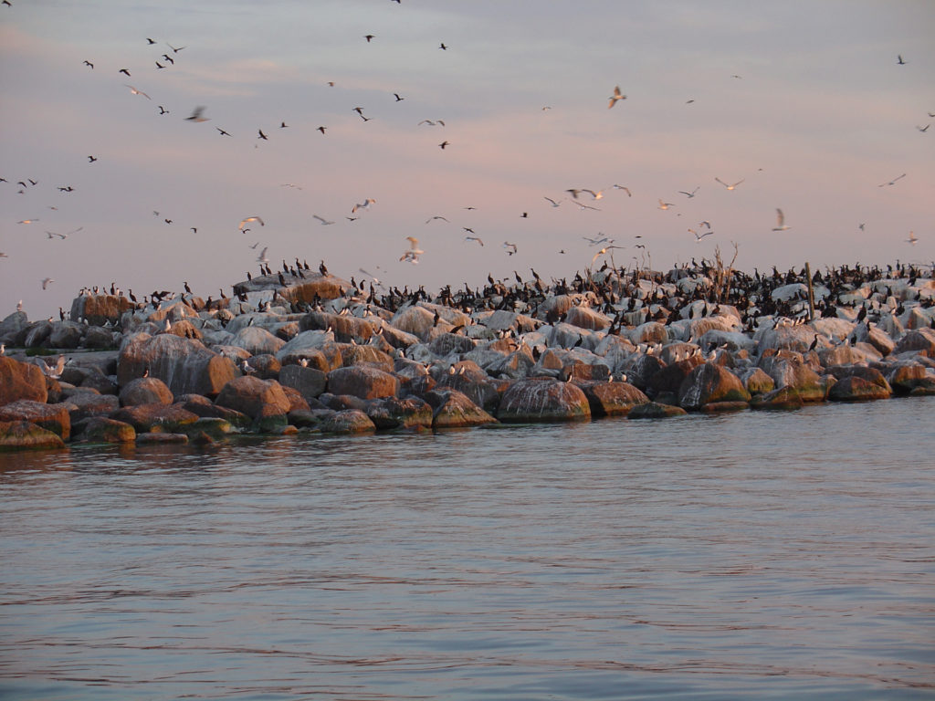 Kallio täynnä merimetsoja ja lokkeja aamuauringossa