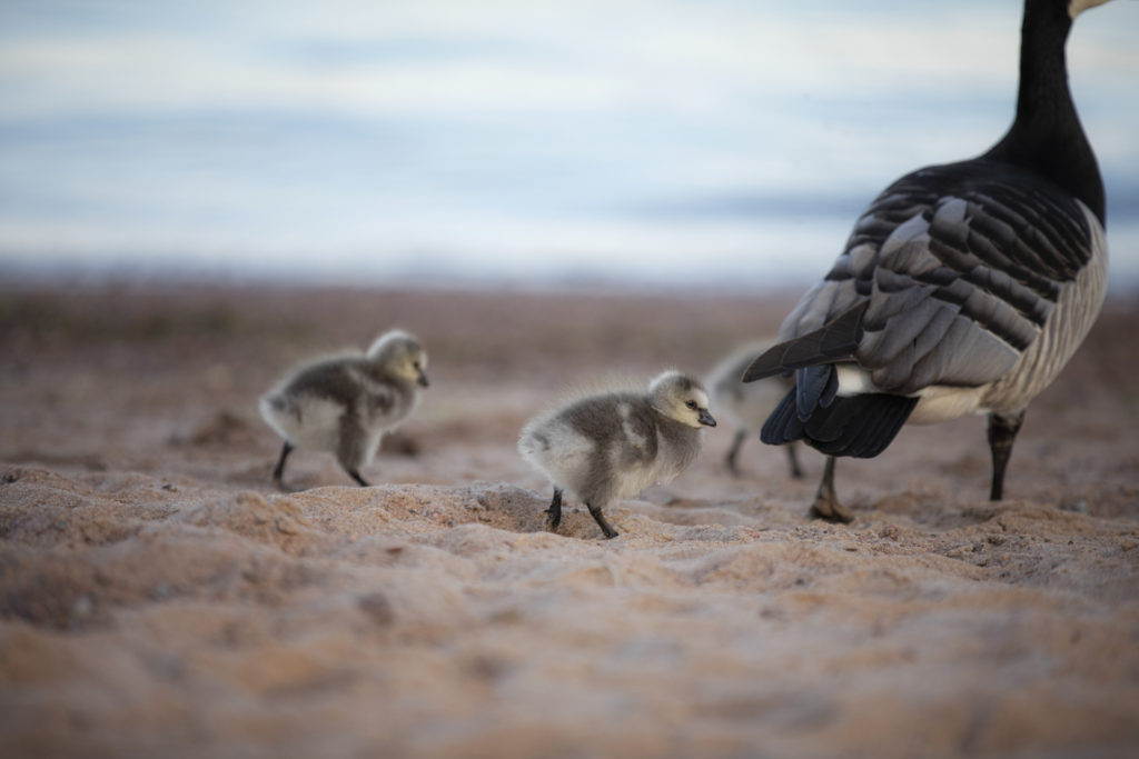 Valkoposkihanhi kolmen pörröisen poikasensa kanssa hiekkarannalla
