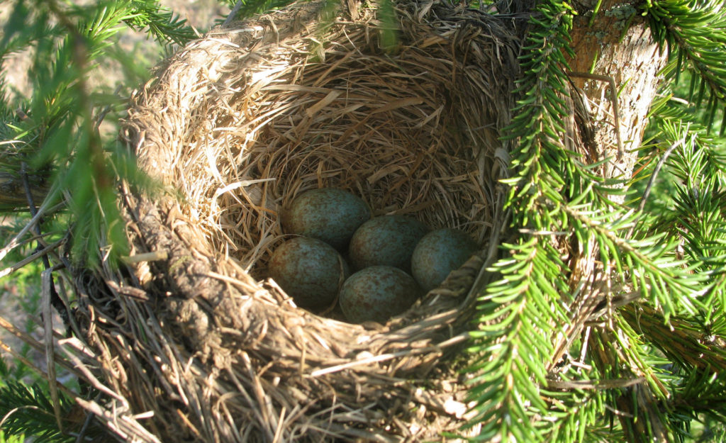 Viisi pientä munaa pesässä, joka on rakennettu havupuuhun
