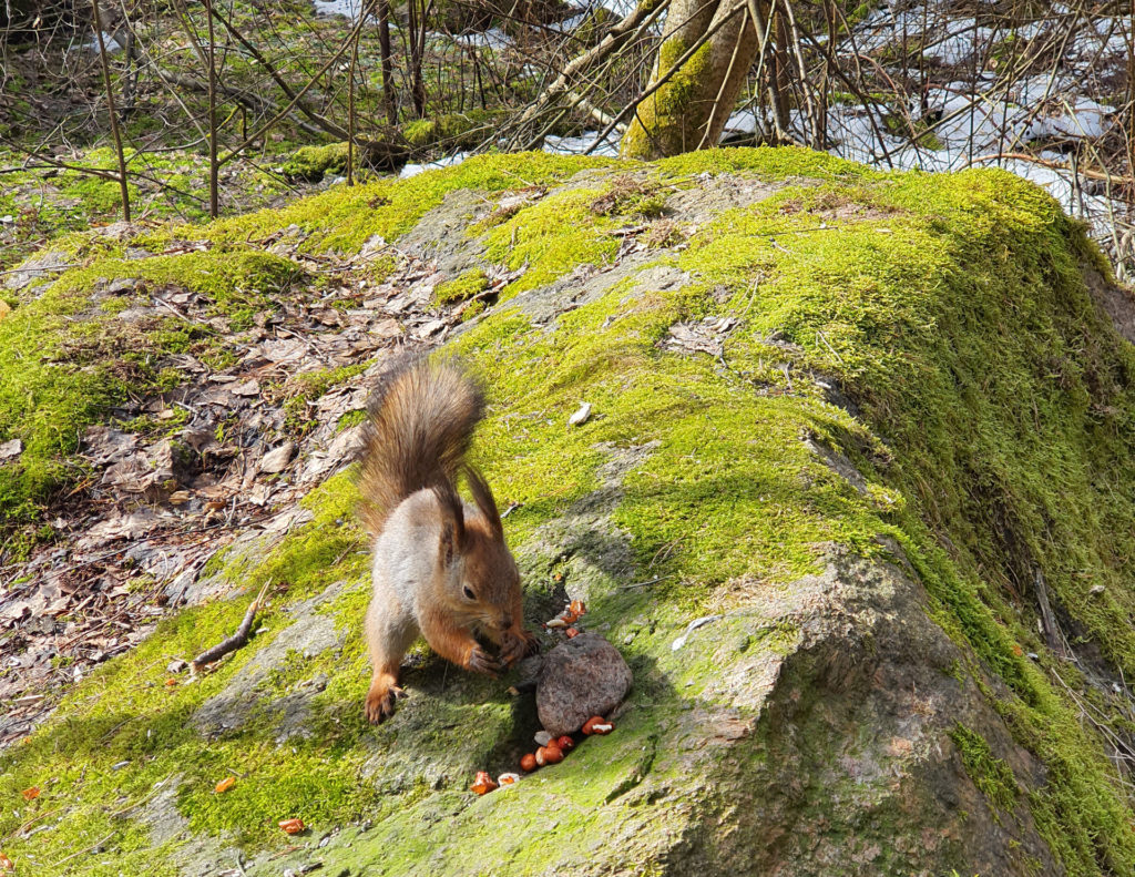 Orava kivellä hakemassa hasselpähkinöitä